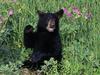 American Black Bear Cub in Wildflowers