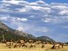 Elk Herd Colorado