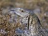 Giant Ground Llizard Etosha National Park Namibia Africa