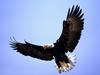 Magnificent Wings Bald Eagle