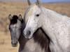 Spanish Mustangs