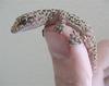 Mediterranean House Gecko (Hemidactylus turcicus) - Wiki