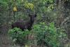 Sambar Deer (Cervus unicolor) - Wiki