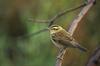 Sedge Warbler (Acrocephalus schoenobaenus) - Wiki