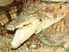 Cuban Crocodile (Crocodylus rhombifer) - Wiki