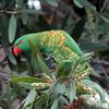 Scaly-breasted Lorikeet (Trichoglossus chlorolepidotus) - Wiki