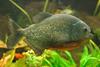 Red-bellied Piranha (Pygocentrus nattereri) - Wiki
