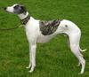 Whippet (a breed of dog) - Wiki