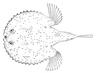 Starry Handfish (Halieutaea stellata) - Wiki