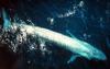 Blue Whale (Balaenoptera musculus) - Wiki