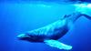 Humpback Whale (Megaptera novaeangliae) - Wiki