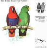 Red-sided Eclectus Parrots (Eclectus roratus polychloros)