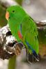Eclectus Parrot (Eclectus roratus) - Wiki
