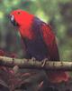 Eclectus Parrot (Eclectus roratus)