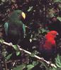 Eclectus Parrot (Eclectus roratus) pair