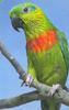 Salvadori's Fig-parrot (Psittaculirostris salvadorii)