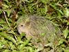 Kakapo (Strigops habroptilus) - Wiki
