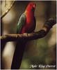 Australian King Parrot (Alisterus scapularis) male