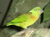 Black-collared Lovebird (Agapornis swindernianus) - Wiki