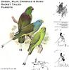 Green, Blue-crowned & Buru Racket-tailed Parrots (Prioniturus sp.)