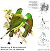 Mountain & Red-spotted Racket-tailed Parrots (Prioniturus sp.)