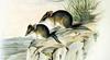 Fat-tailed Dunnart (Sminthopsis crassicaudata) - Wiki