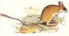 Northern Hopping Mouse (Notomys aquilo)