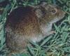 Meadow Vole (Microtus pennsylvanicus) - Wiki