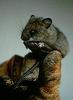 Chilean Climbing Mouse (Irenomys tarsalis)