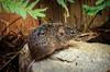 Hispid Cotton Rat (Sigmodon hispidus) - Wiki