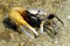 Sand Fiddler Crab (Uca pugilator) - Wiki