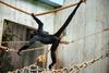 Black-headed Spider Monkey (Ateles fusciceps) - Wiki