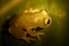 Fleischmann's Glass Frog (Hyalinobatrachium fleischmanni) - Wiki