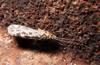 Caddisflies (Order Trichoptera) - Wiki