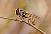 Hoverfly (Family: Syrphidae) - Wiki