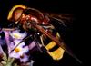 Hoverfly (Family: Syrphidae)
