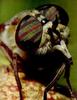 Horsefly (Family: Tabanidae)