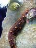 Sea Cucumber (Class: Holothuroidea) - Wiki