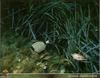 Common Two-banded Seabream (Diplodus vulgaris)