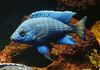 Blue Tropical Fish