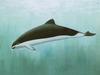 Spectacled Porpoise (Phocoena dioptrica) - Wiki
