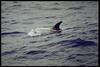 Risso's Dolphin (Grampus griseus) - Wiki