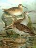 Slender-billed Curlew (Numenius tenuirostris) - Wiki
