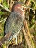 Green Heron (Butorides virescens) - Wiki