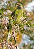 Green Rosella (Platycercus caledonicus) - Wiki