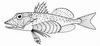 Spotted Gurnard (Pterygotrigla picta) - Wiki