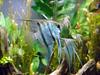 Cichlid (Family: Cichlidae) - Wiki