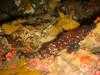 Painted Greenling (Oxylebius pictus) - Wiki