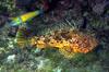 Large-scaled scorpionfish (Scorpaena scrofa)