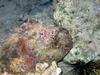 Stonefish (Synanceia verrucosa) - head detail, natural colours, Dahab.